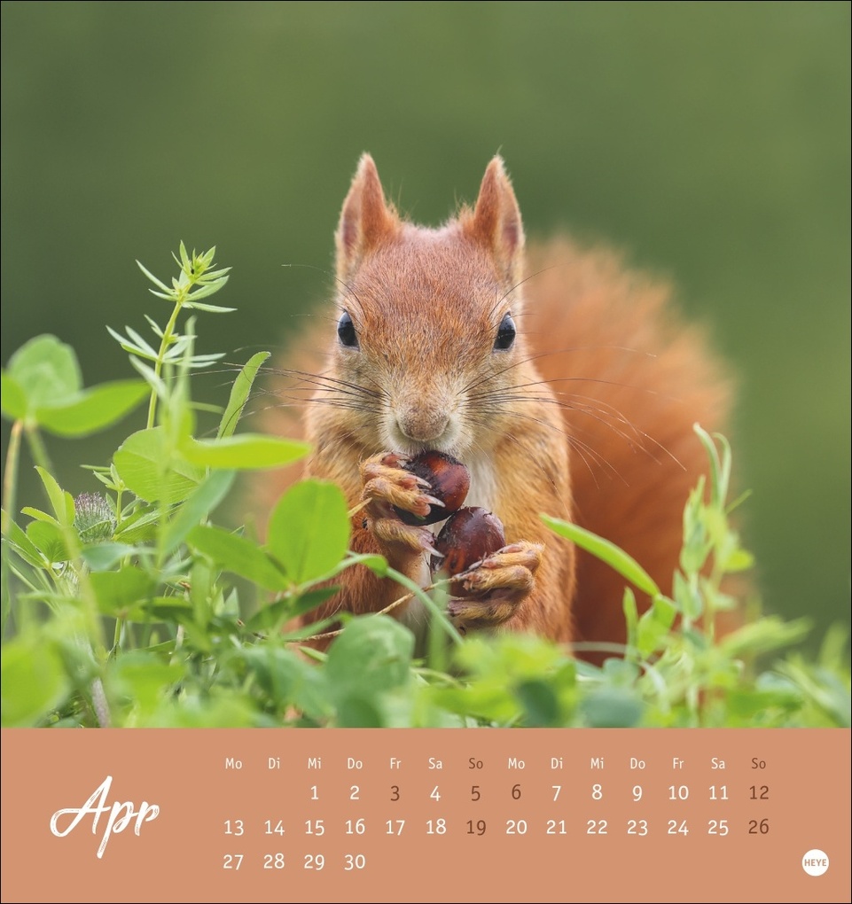 Weitere Ansicht: Eichhörnchen Postkartenkalender 2026