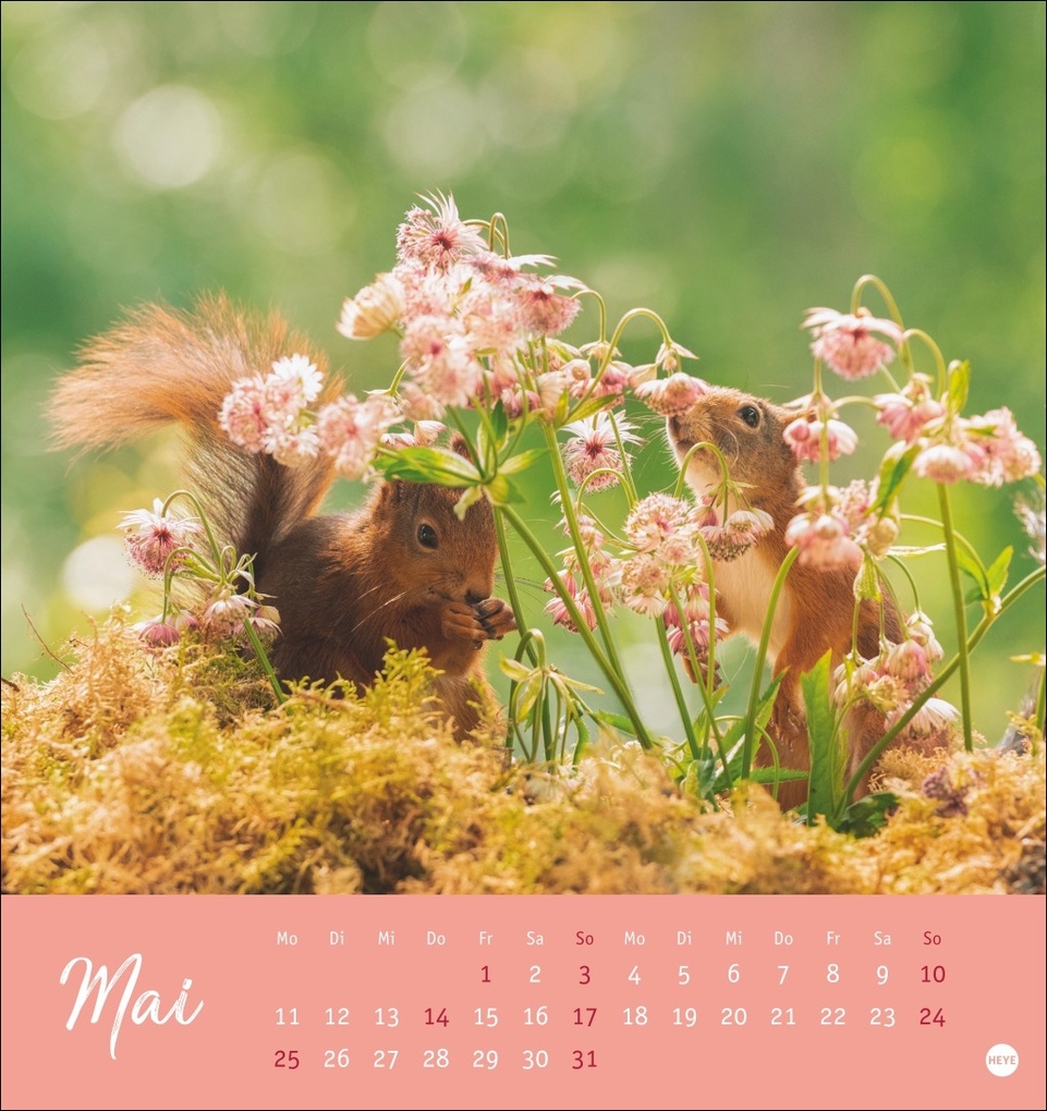 Weitere Ansicht: Eichhörnchen Postkartenkalender 2026