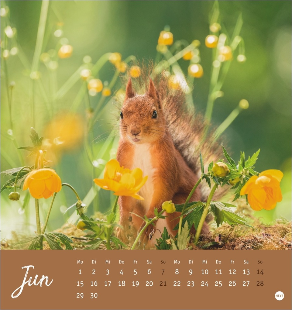 Weitere Ansicht: Eichhörnchen Postkartenkalender 2026
