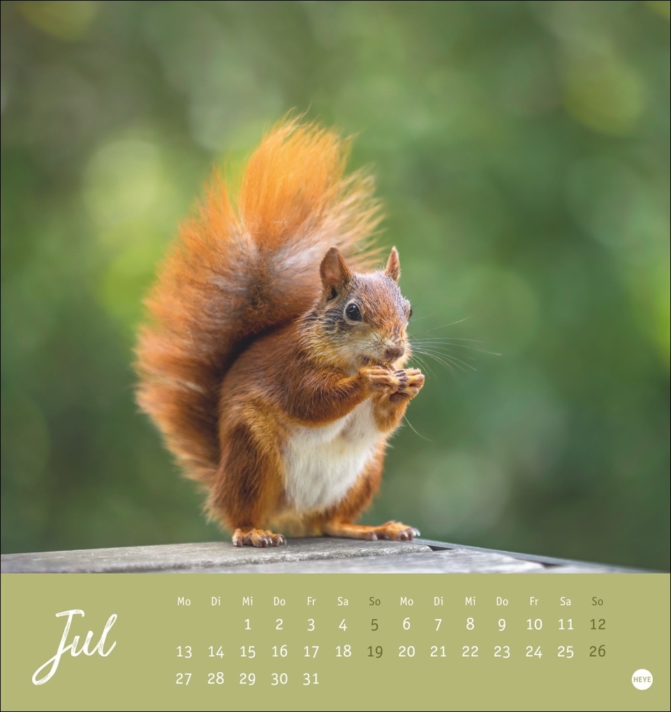 Weitere Ansicht: Eichhörnchen Postkartenkalender 2026