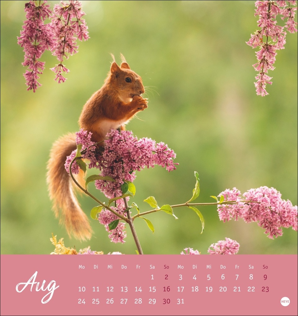 Weitere Ansicht: Eichhörnchen Postkartenkalender 2026