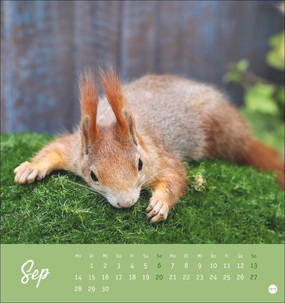 Weitere Ansicht: Eichhörnchen Postkartenkalender 2026