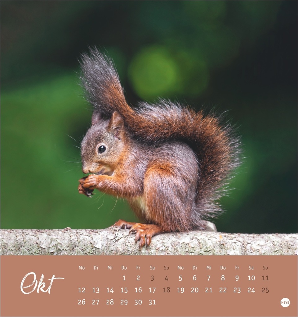 Weitere Ansicht: Eichhörnchen Postkartenkalender 2026