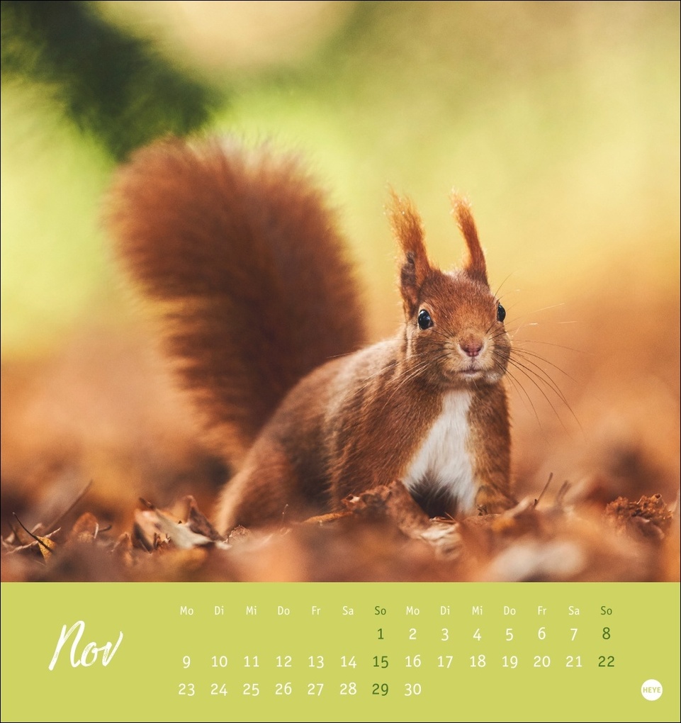 Weitere Ansicht: Eichhörnchen Postkartenkalender 2026
