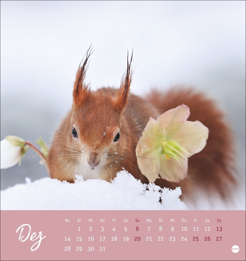 Weitere Ansicht: Eichhörnchen Postkartenkalender 2026