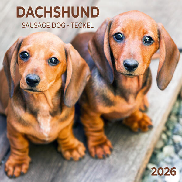 Produktbild: Dackel 2026