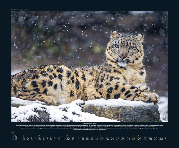 Weitere Ansicht: Bedrohte Tierwelt 2026