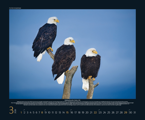 Weitere Ansicht: Bedrohte Tierwelt 2026