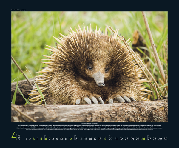 Weitere Ansicht: Bedrohte Tierwelt 2026