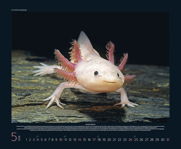 Weitere Ansicht: Bedrohte Tierwelt 2026