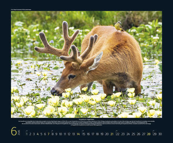 Weitere Ansicht: Bedrohte Tierwelt 2026