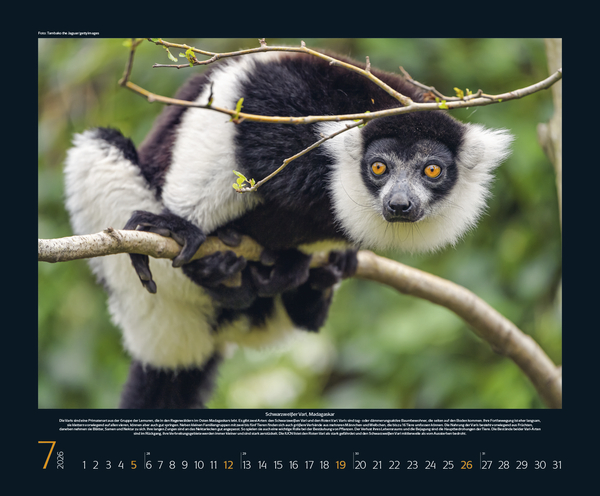 Weitere Ansicht: Bedrohte Tierwelt 2026