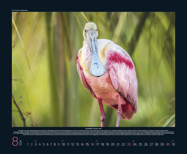 Weitere Ansicht: Bedrohte Tierwelt 2026