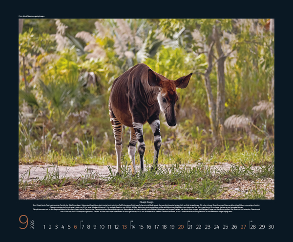 Weitere Ansicht: Bedrohte Tierwelt 2026