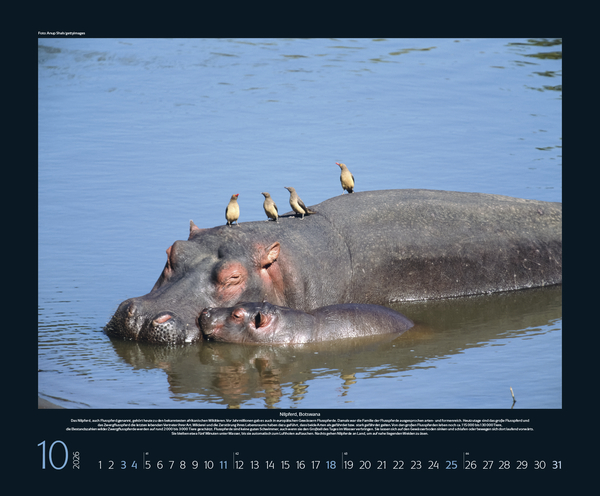 Weitere Ansicht: Bedrohte Tierwelt 2026