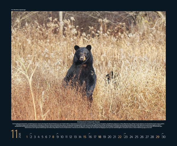 Weitere Ansicht: Bedrohte Tierwelt 2026