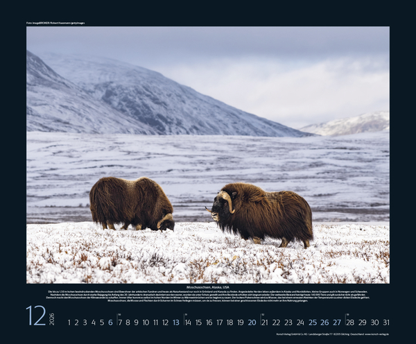 Weitere Ansicht: Bedrohte Tierwelt 2026