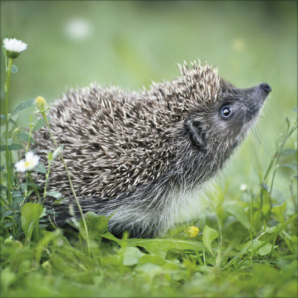 Weitere Ansicht: Igel 2026