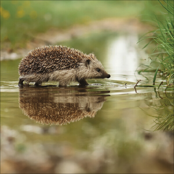 Weitere Ansicht: Igel 2026
