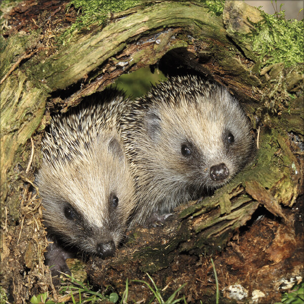 Weitere Ansicht: Igel 2026