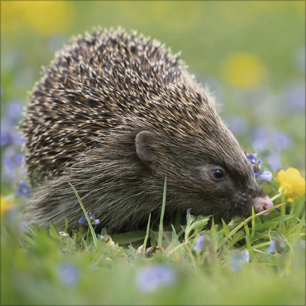 Weitere Ansicht: Igel 2026