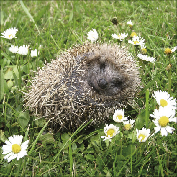 Weitere Ansicht: Igel 2026