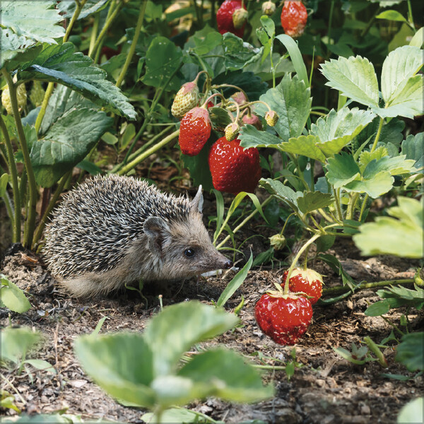 Weitere Ansicht: Igel 2026