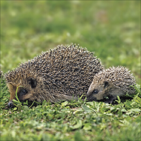 Weitere Ansicht: Igel 2026