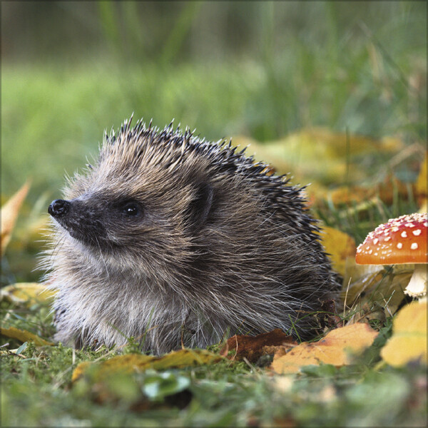 Weitere Ansicht: Igel 2026