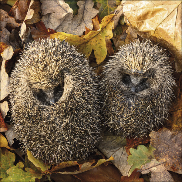 Weitere Ansicht: Igel 2026