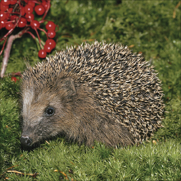 Weitere Ansicht: Igel 2026