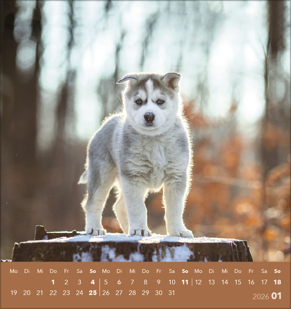 Weitere Ansicht: Hunde 2026