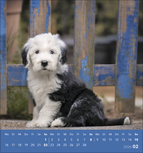 Weitere Ansicht: Hunde 2026