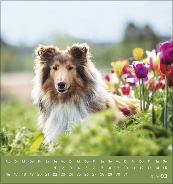 Weitere Ansicht: Hunde 2026