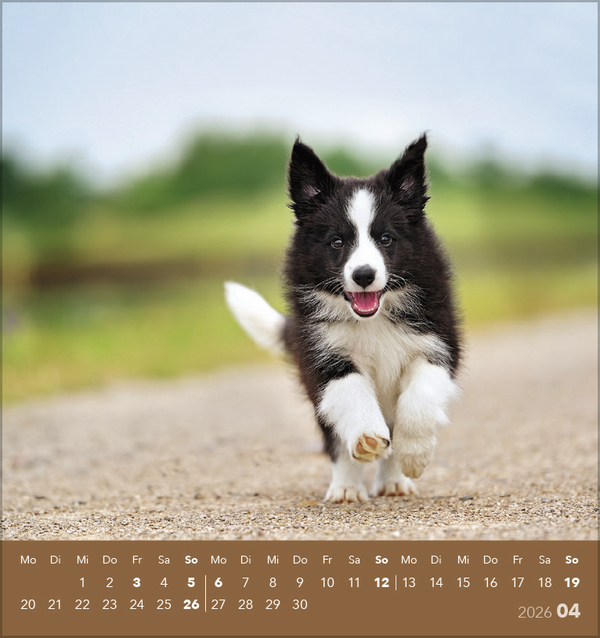 Weitere Ansicht: Hunde 2026