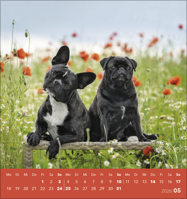 Weitere Ansicht: Hunde 2026