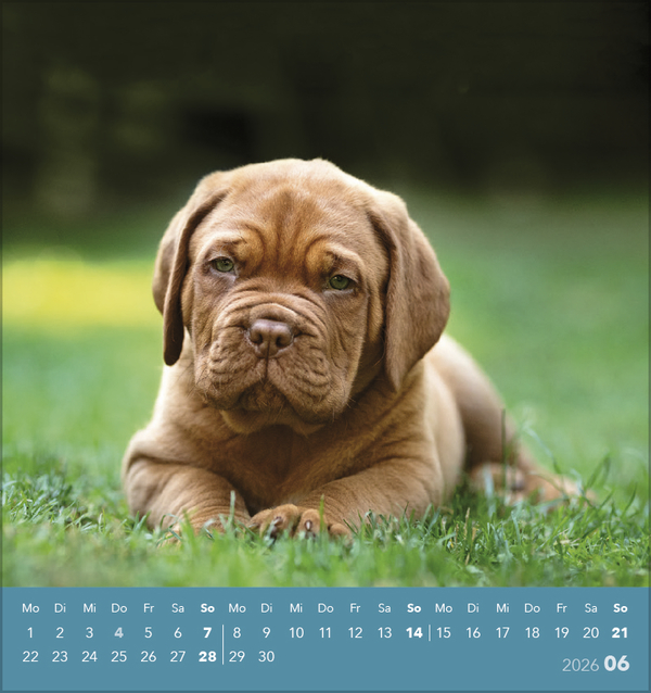 Weitere Ansicht: Hunde 2026