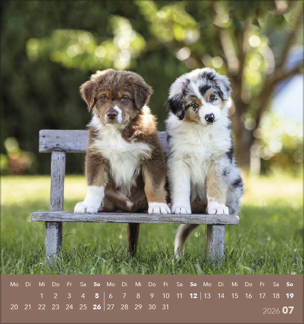 Weitere Ansicht: Hunde 2026