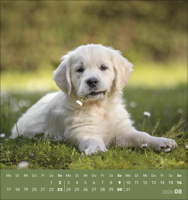 Weitere Ansicht: Hunde 2026