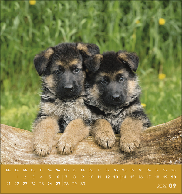 Weitere Ansicht: Hunde 2026