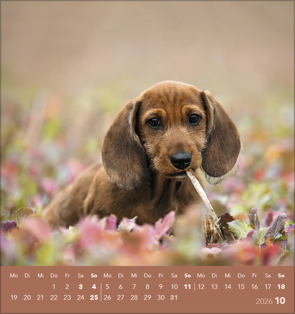 Weitere Ansicht: Hunde 2026