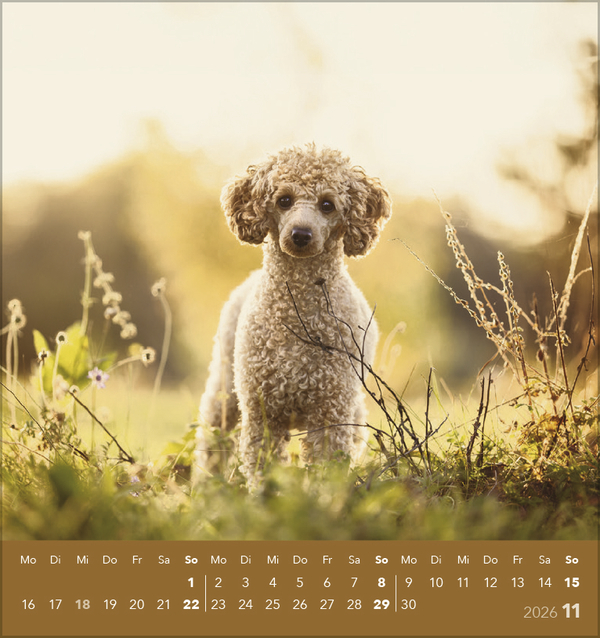 Weitere Ansicht: Hunde 2026