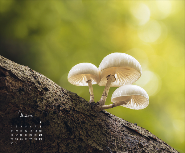 Weitere Ansicht: Zauberhafte kleine Welten 2026