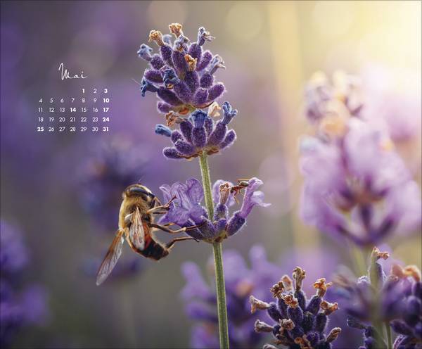 Weitere Ansicht: Zauberhafte kleine Welten 2026