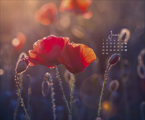 Weitere Ansicht: Zauberhafte kleine Welten 2026