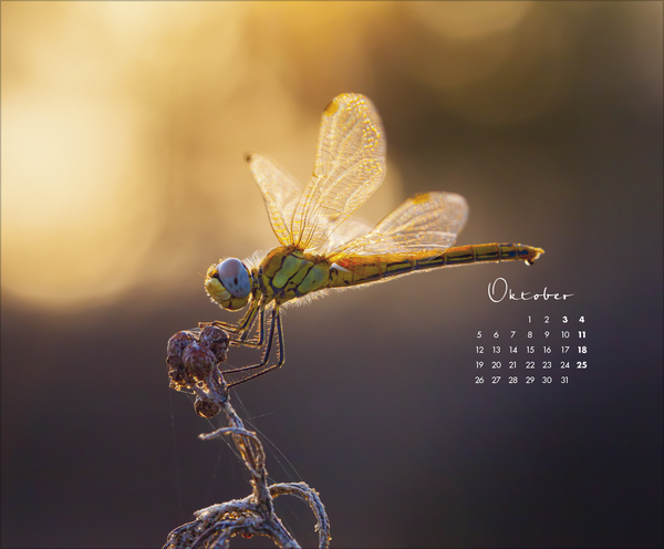 Weitere Ansicht: Zauberhafte kleine Welten 2026