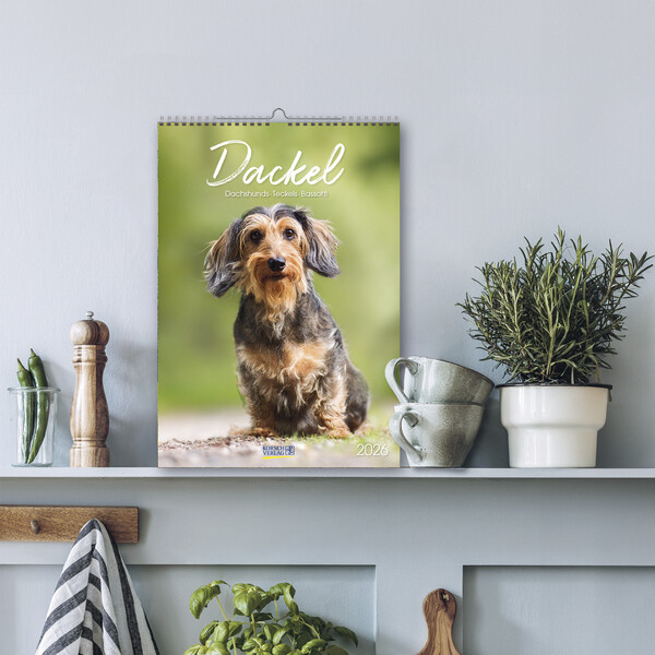 Weitere Ansicht: Dackel 2026