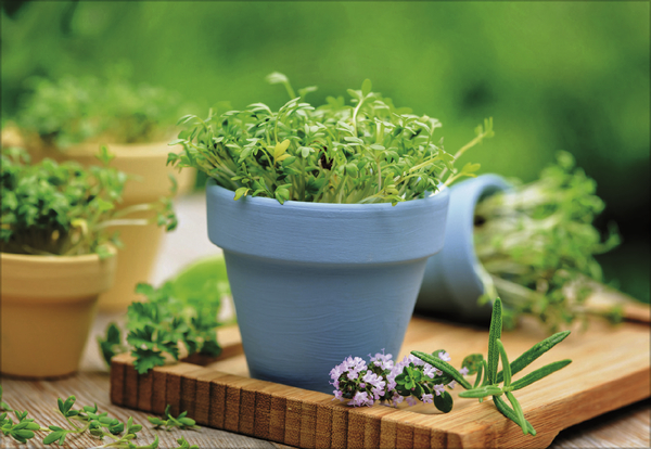 Weitere Ansicht: Kräuter und Gewürze 2026