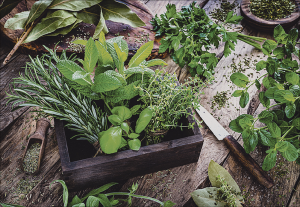 Weitere Ansicht: Kräuter und Gewürze 2026