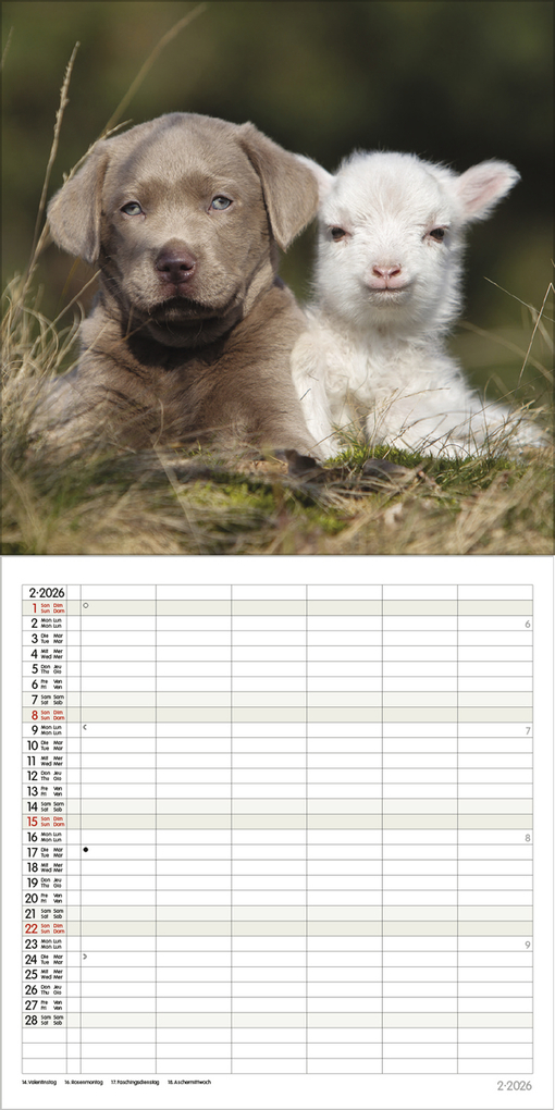 Weitere Ansicht: Tierfreundschaften - Familientimer 2026